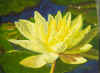 YellowBlossom.jpg (1080613 bytes)